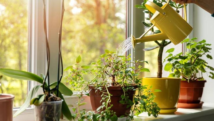regar las plantas