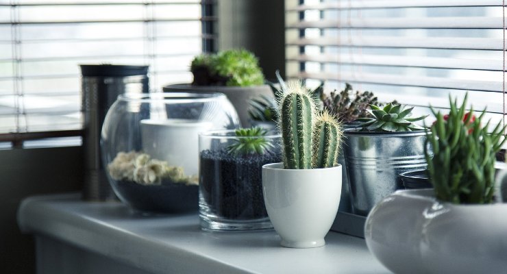 ¿Cuáles son las plantas más sucias?