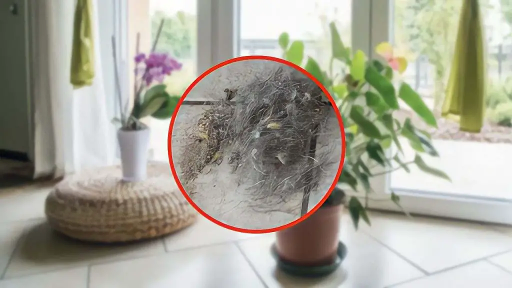 Cuidado con estas queridas plantas, crean polvo y suciedad: es su culpa – Mis Consejos Jardinería