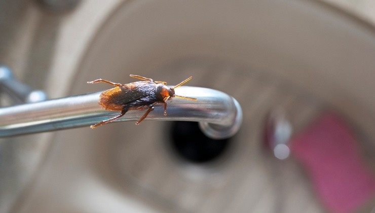 cucarachas en el baño