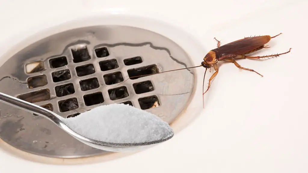 Acaba con las cucarachas en casa, salen por el desagüe de la ducha: cómo acabar con ellas – Mis Consejos Jardinería