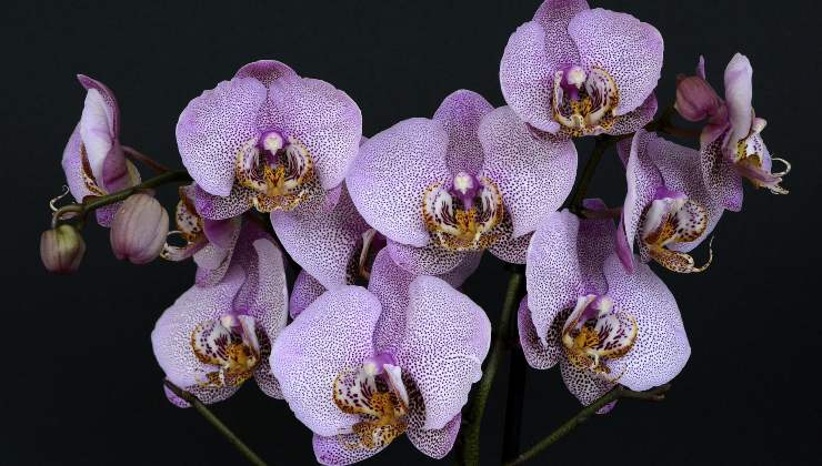 Orquídeas: aquí se explica cómo hacerlo cuando no tienen raíces.