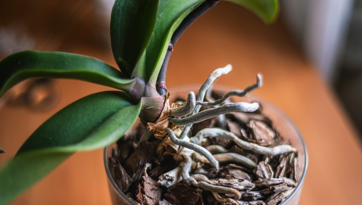 cortar raíces de orquídeas - podridas -