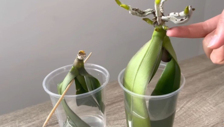 antes y despues de 3 meses - orquidea sin raices