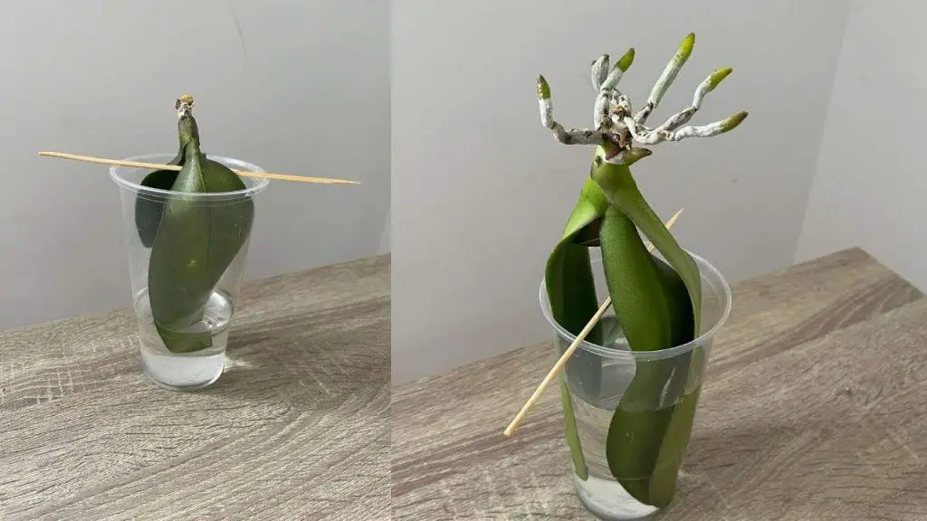 Orquídeas, cómo hacerlas crecer sin raíces en el agua: así se recuperarán inmediatamente – Mis Consejos Jardinería