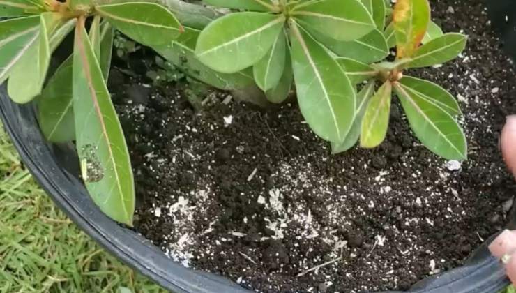 cáscara de huevo y café en tu planta: florecerán de inmediato