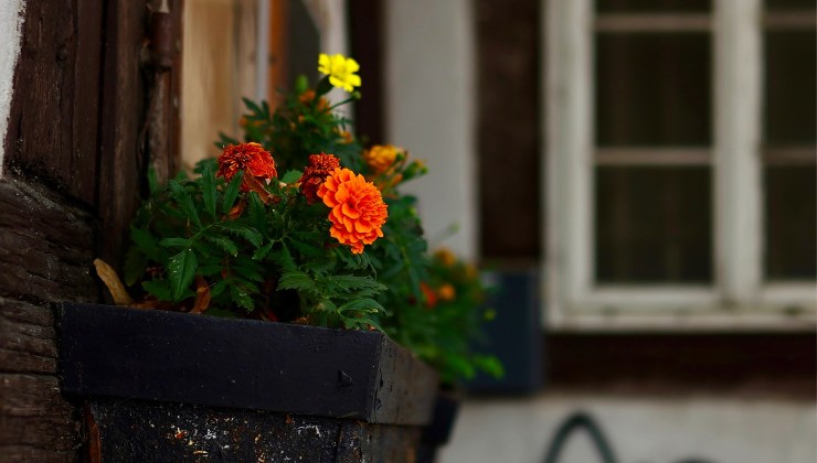 plantas con flores - así es como puedes conseguirlas