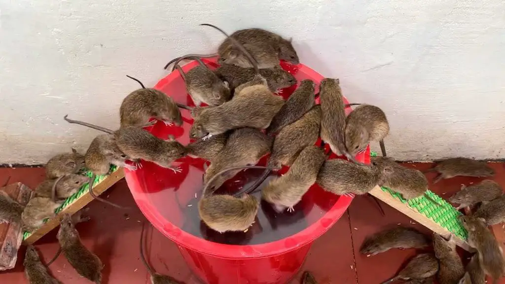 Ratones en casa, con esta trampa casera quedarán como un mal recuerdo – Mis Consejos Jardinería