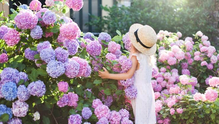 Niña en el jardín entre hortensias