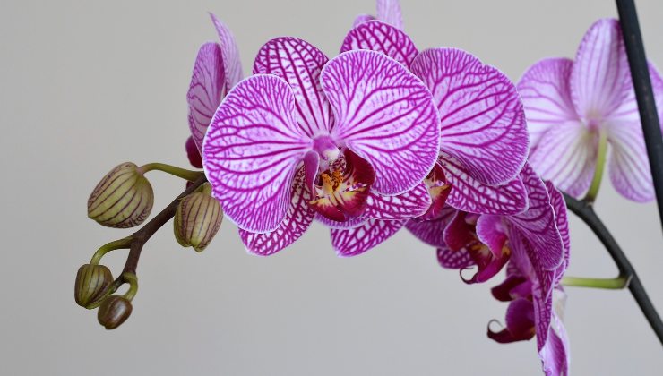 orquídea