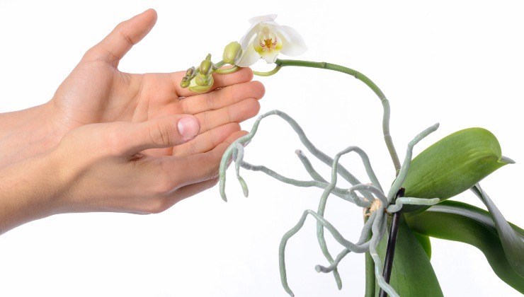 raíces aéreas de la orquídea