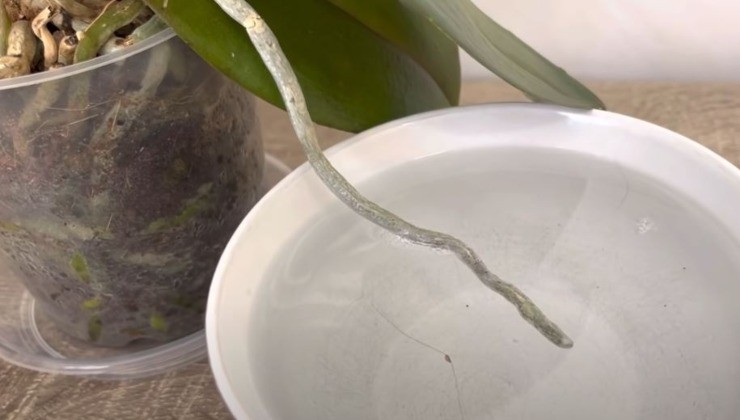 Orquídea - raíces aéreas en un recipiente con agua