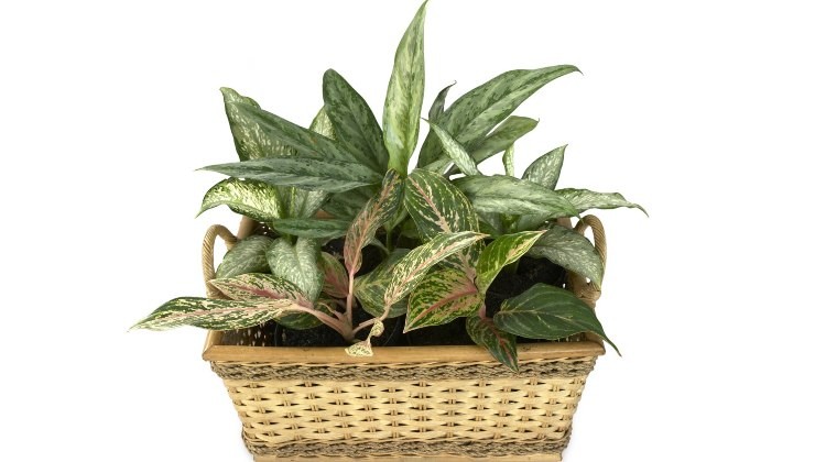 Dieffenbachia
