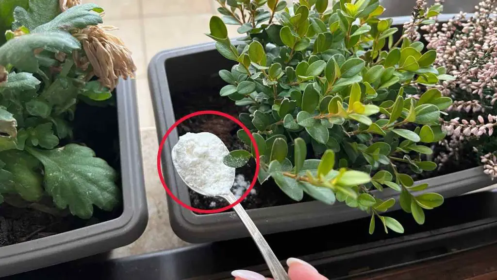 Abono muy potente, solo 1 puñado y no lo podrás creer: nunca había tenido flores como esta – Mis Consejos Jardinería