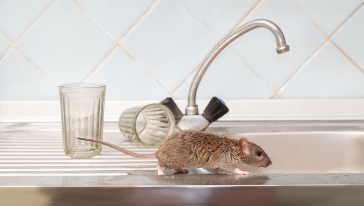 Mickey Mouse en el fregadero de la cocina