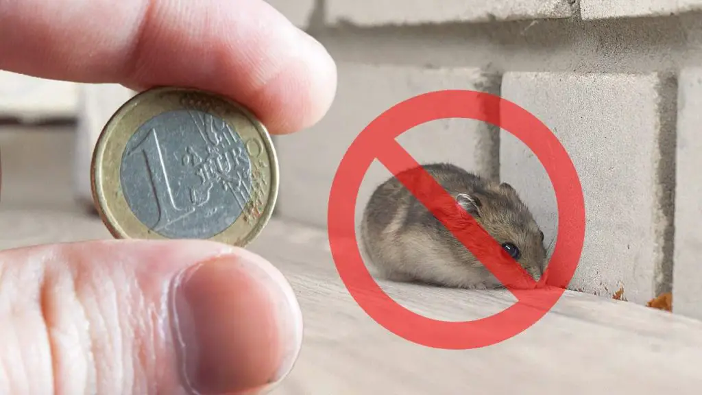 El truco de 1 euro para mantener a los ratones fuera de casa: nunca había sido tan fácil – Mis Consejos Jardinería
