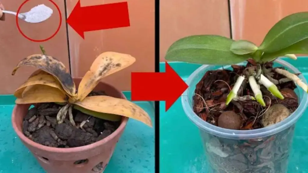 Plantas secas y podridas, con este remedio se recuperarán rápidamente – Mis Consejos Jardinería