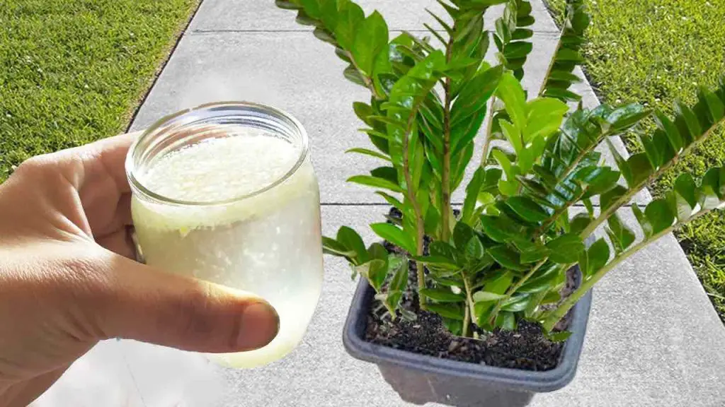 Solo necesitas 1 taza de esto, tu planta florecerá sana y radiante – Mis Consejos Jardinería