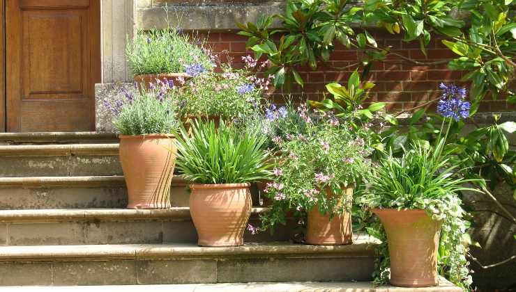 plantas sanas y prósperas