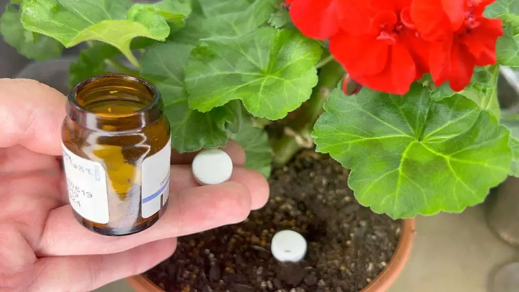 1 pastilla para poner debajo de cada flor y empezarán a florecer sin parar – Mis Consejos Jardinería