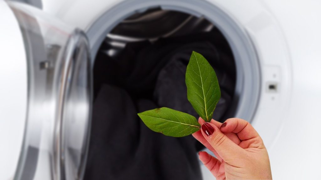 Parece raro pero por eso nuestros abuelos metían laurel en la lavadora – Mis Consejos Jardinería