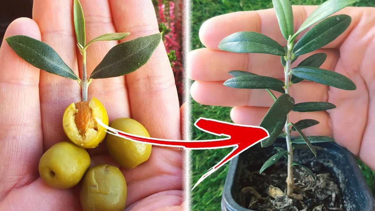 Cómo hacer crecer un olivo