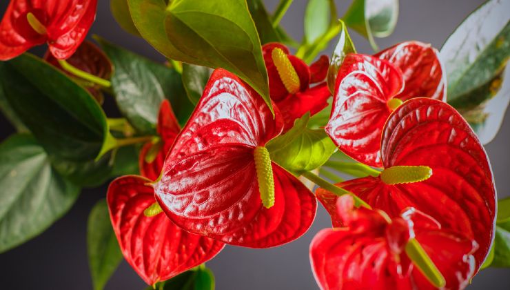anturio y flores