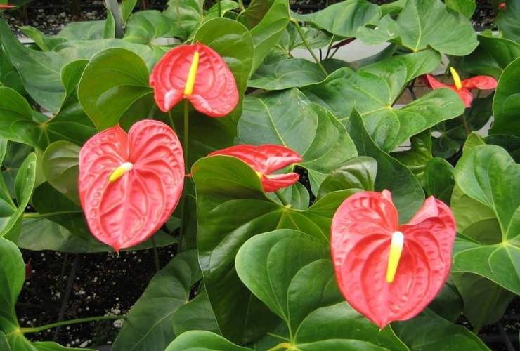 planta de anturio