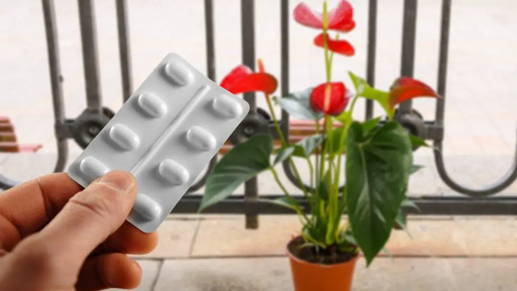 Anthurium, con solo una tableta habrá una explosión de flores, eso es lo que – Mis Consejos Jardinería