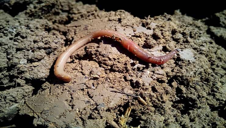 Lombriz de tierra, poderoso fertilizante natural