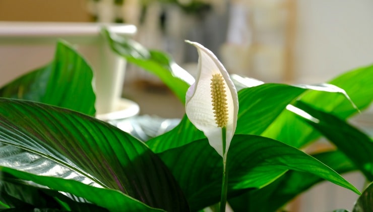 Spathiphyllum