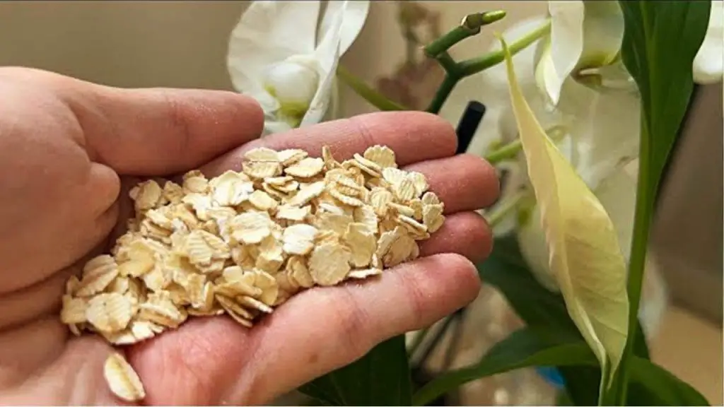 Lirio de la paz: con 1 taza de este tendrás abundante floración – Mis Consejos Jardinería