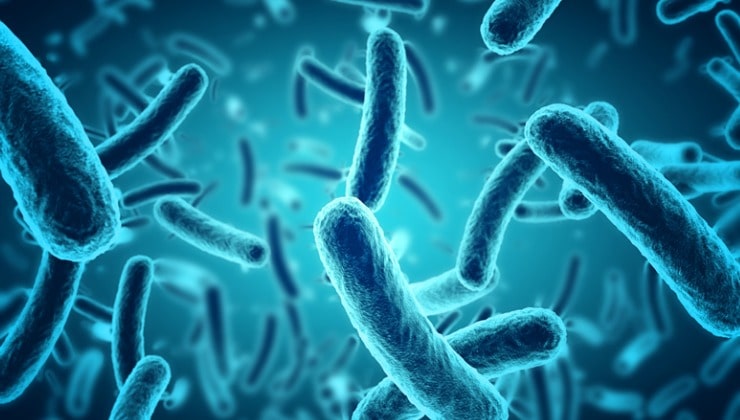 bacterias