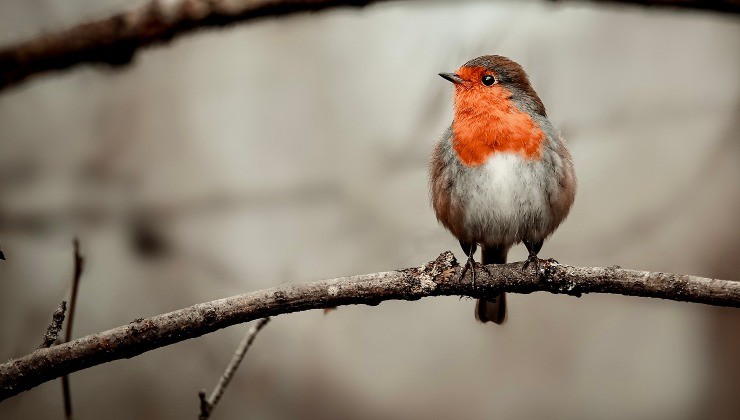 Robin