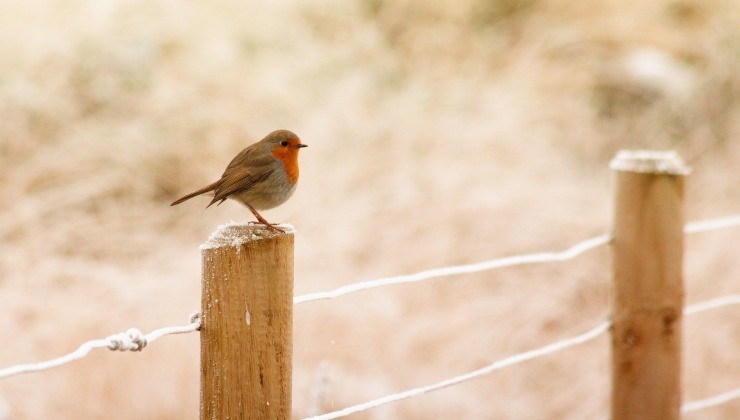 Robin