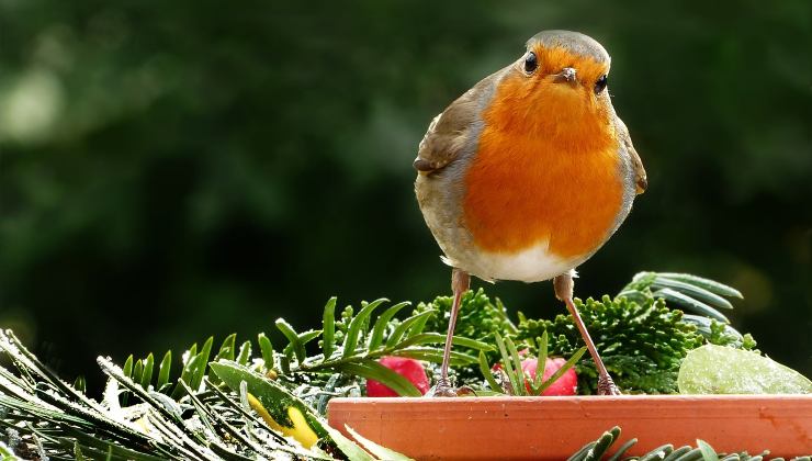 Robin