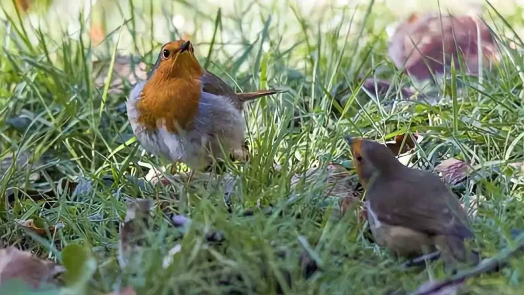 Cómo atraer petirrojos en invierno: Con este método los tendrás a todos en el jardín – Mis Consejos Jardinería