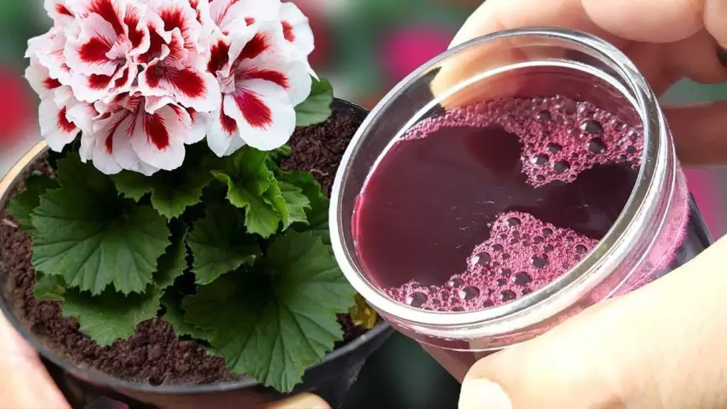Póngalo en sus orquídeas en el invierno para mantenerlas saludables y exuberantes en la primavera. – Mis Consejos Jardinería
