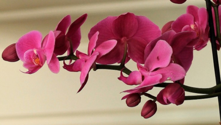 hermosa y exuberante orquidea como la de los viveros