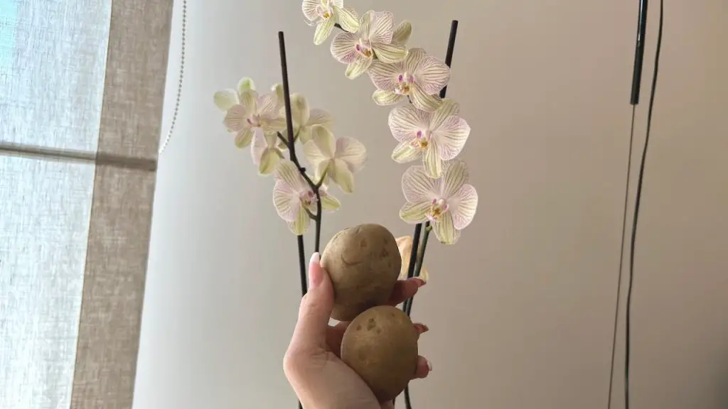 Cómo cultivar y cuidar orquídeas en casa: las tendrás como las de los viveros – Mis Consejos Jardinería