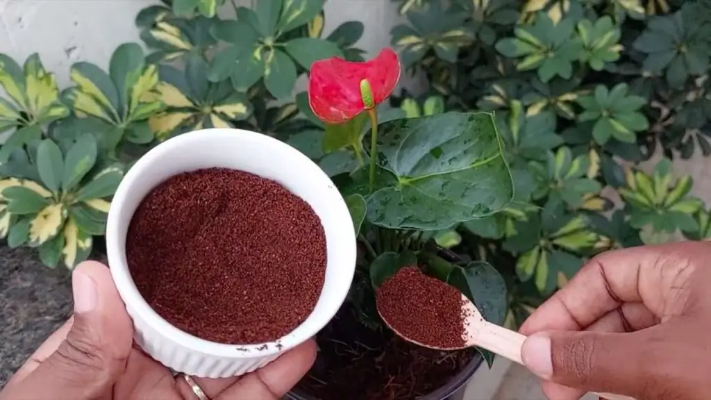 Hermoso y muy exuberante anturio, el ingrediente secreto de los viveristas es precisamente eso. – Mis Consejos Jardinería