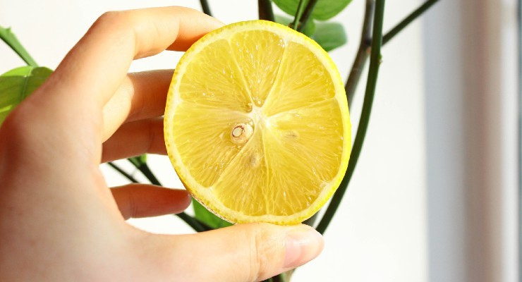 El limón
