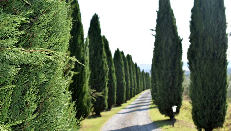 cipreses verdes