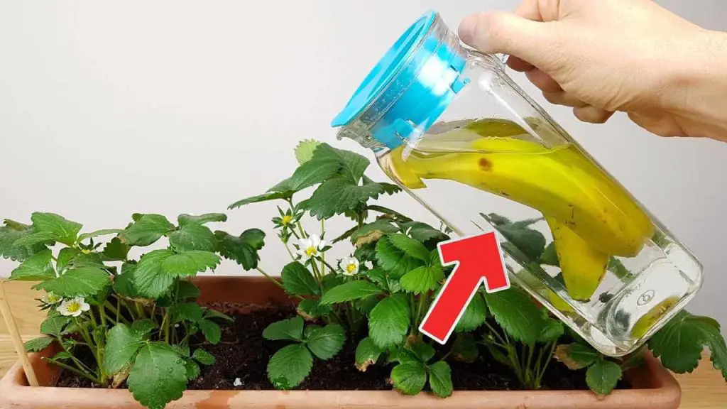 Si riega las plantas de su casa con esto, serán 10 veces más prósperas de lo que son ahora. – Mis Consejos Jardinería