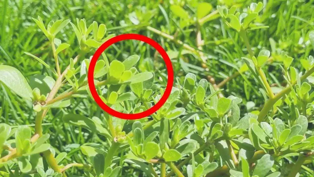 No lo rompas si lo ves en el jardín, vale oro: por desgracia poca gente lo sabe – Mis Consejos Jardinería