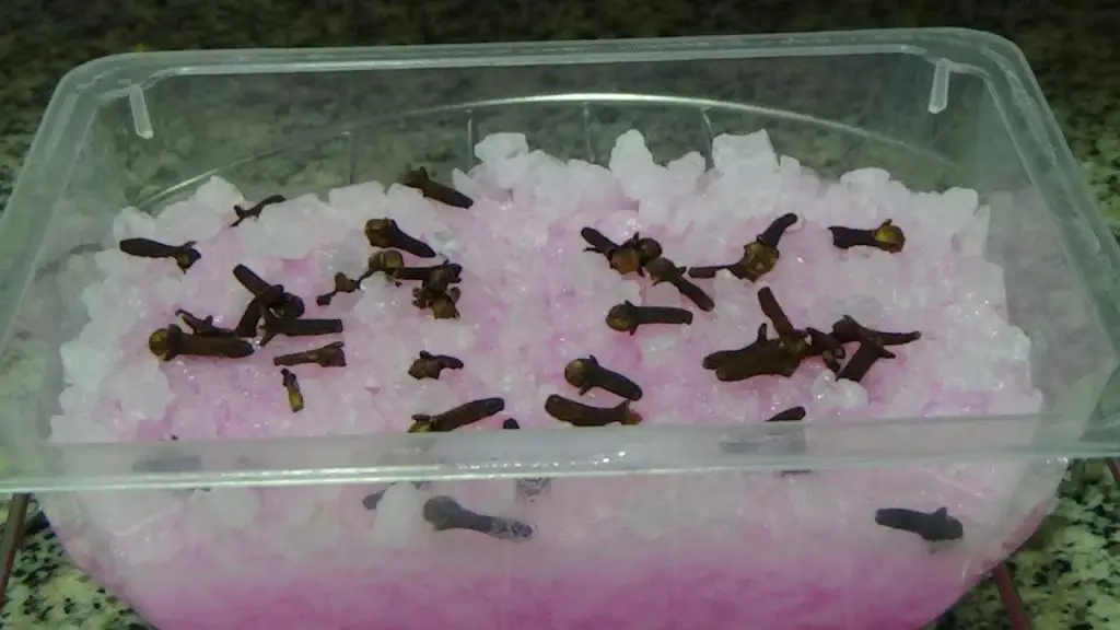El repelente natural más potente para eliminar inmediatamente todos los insectos de la casa – Mis Consejos Jardinería