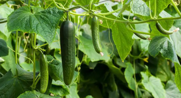 Pepinos: consejos sobre cómo cultivar pepinos – Mis Consejos Jardinería