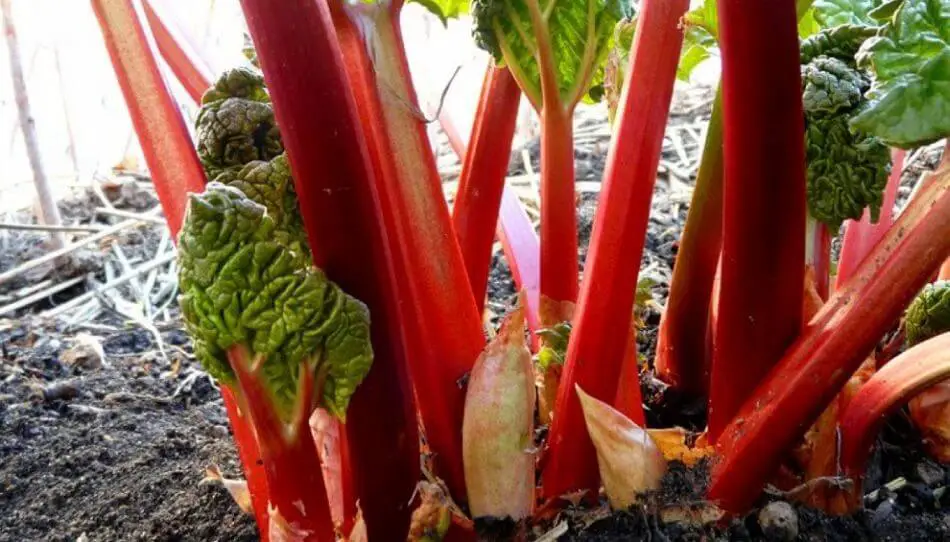 10 vegetales perennes que puedes plantar una vez y cosechar durante años – Mis Consejos Jardinería