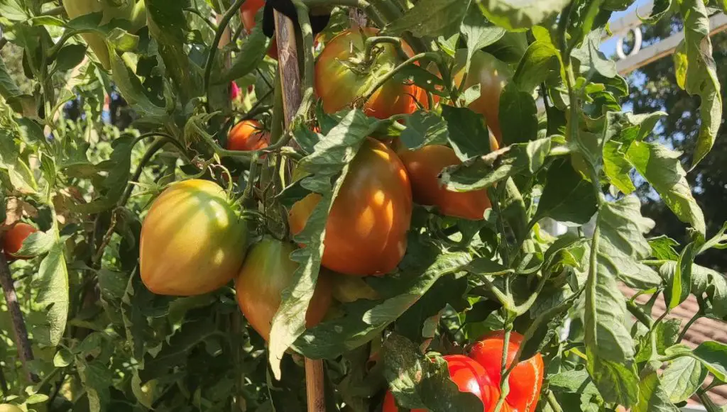 Compañerismo: 7 dúos de vegetales que crecen perfectamente juntos – Mis Consejos Jardinería