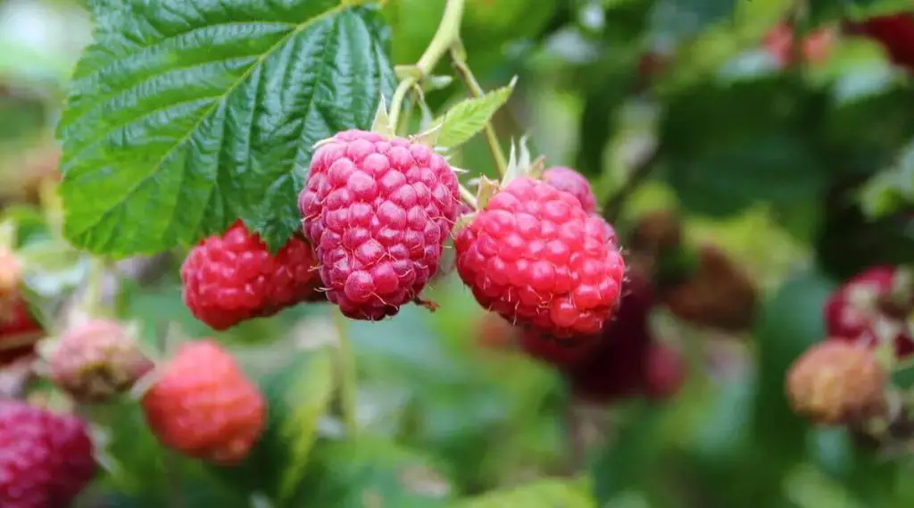 7 secretos para cultivar frambuesas en tu jardín – Mis Consejos Jardinería